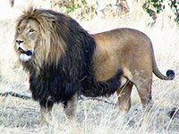 Незабываемая охота на львов в Африке