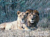 Охота на львов в Африке
