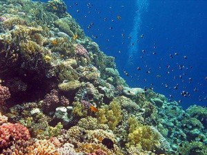 Популярное место для дайвинга - коралловый риф Гордон