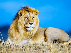 Сафари охота на африканского льва