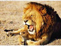Охота на африканского льва