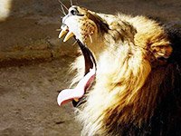 Традиционное сафари охота на львов