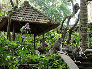 Обезьяний лес на Бали