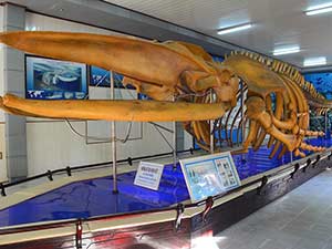 Музей океанографии в Нячанге