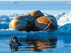 Экстремальный отдых в Арктике